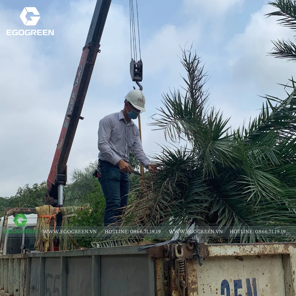 Vận chuyển các gốc cây đến vị trí và được kiểm tra thêm một lần nữa trước khi đặt vào gốc.